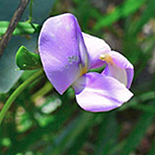 Vigna cf vexillata